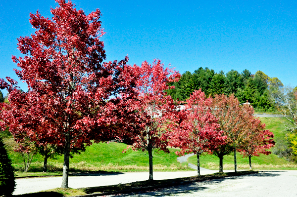 fall foliage